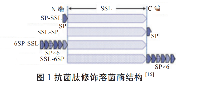 在溶菌酶蛋白質結構中加入1個外露的疏水性結構域,如圖2所示,該結構